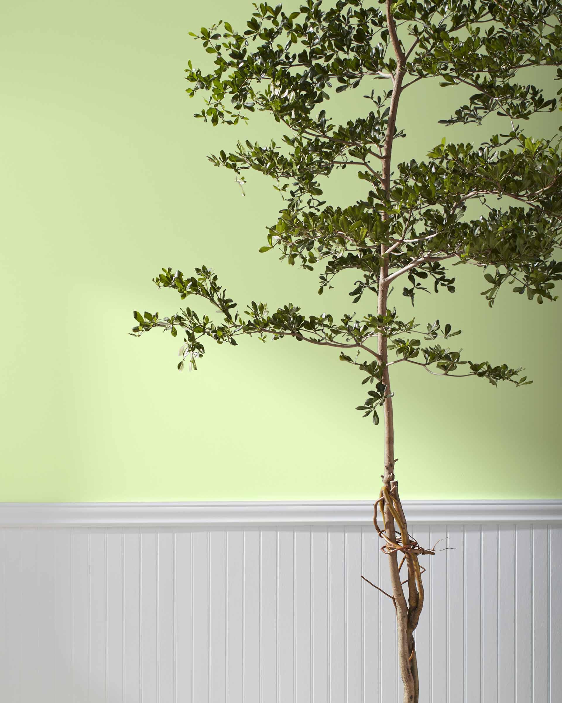 Potpourri Green 2029-50 — Ver la foto