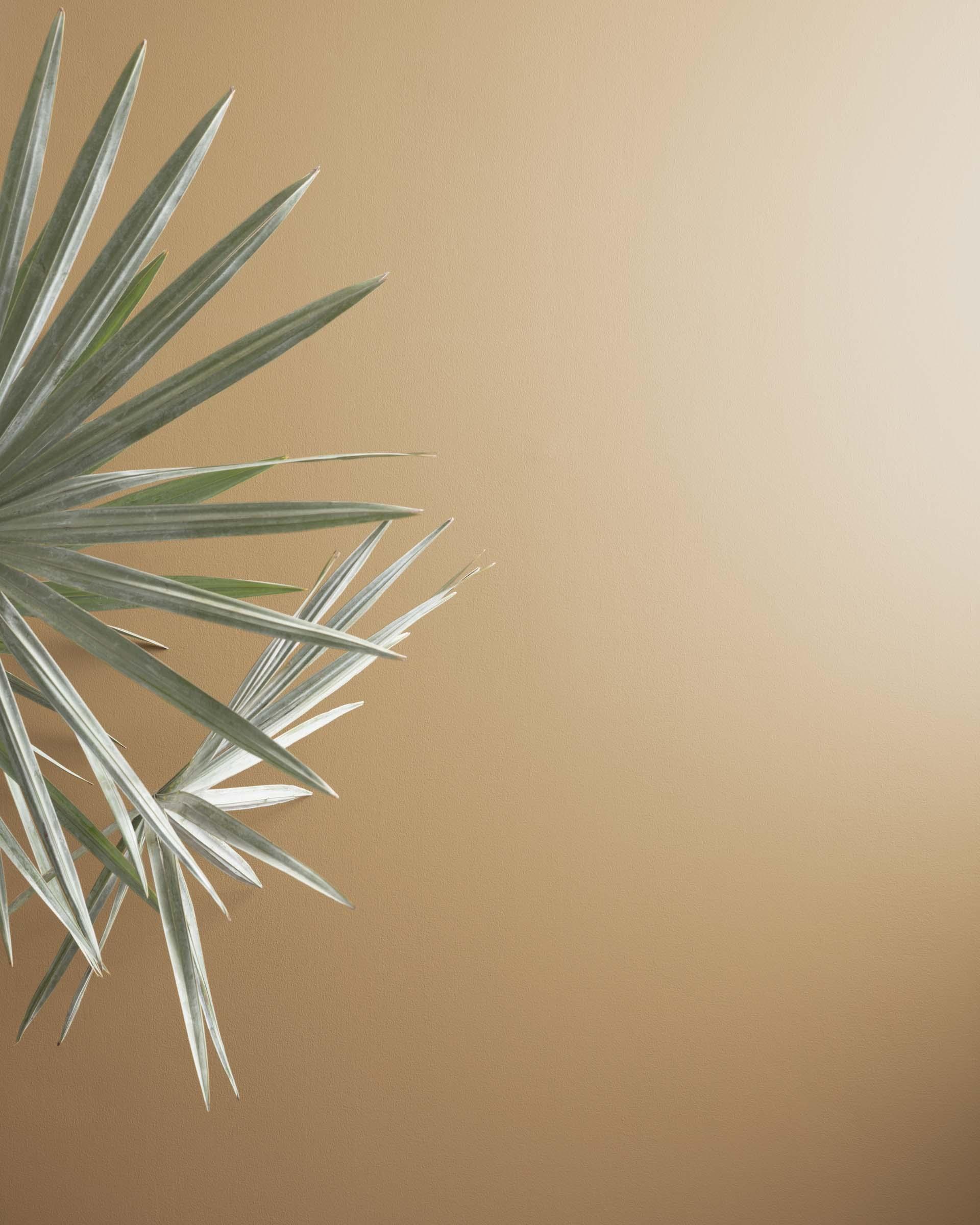 Brunswick Beige 1061 — Ver la foto