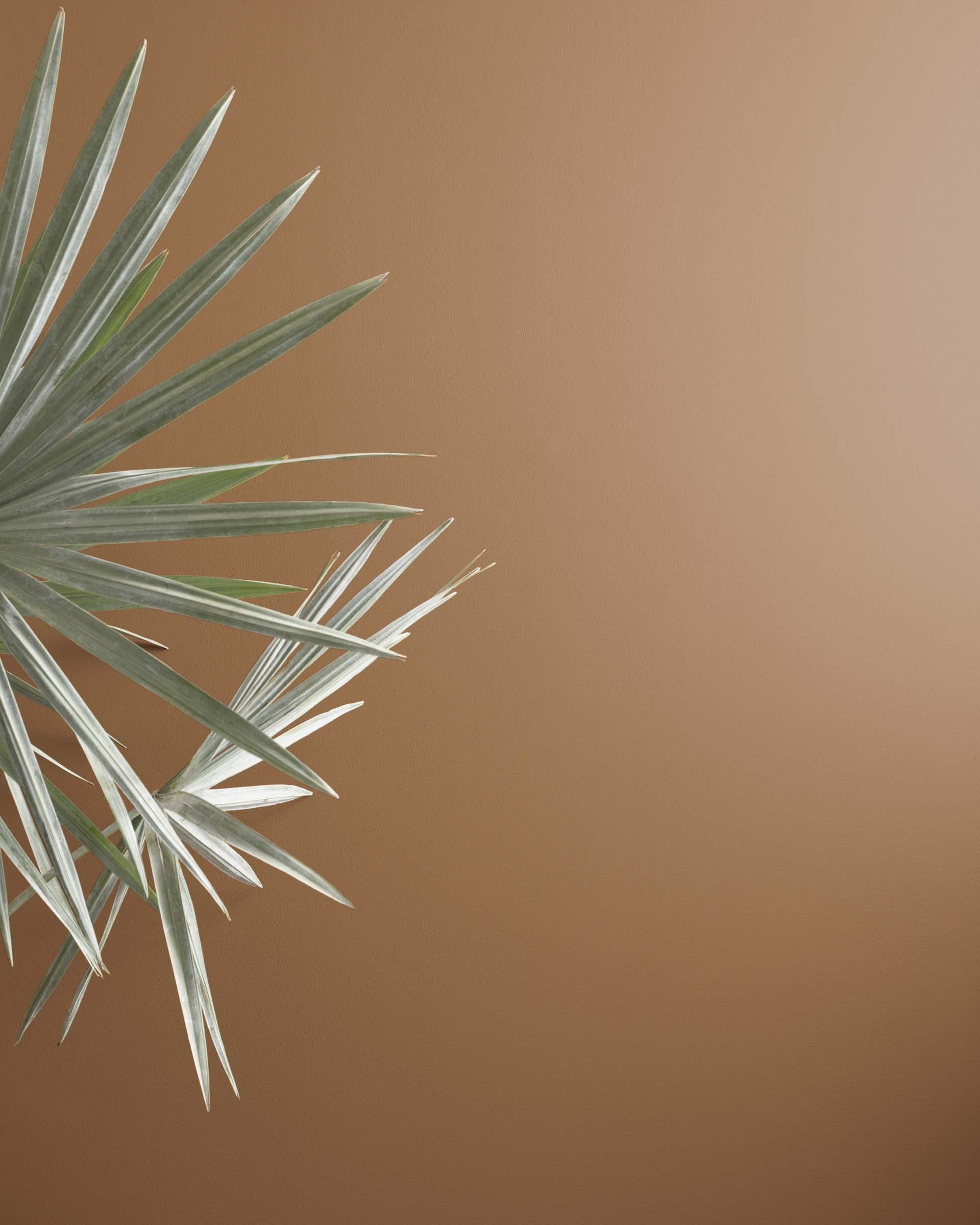 Maryville Brown HC-75 — Ver la foto