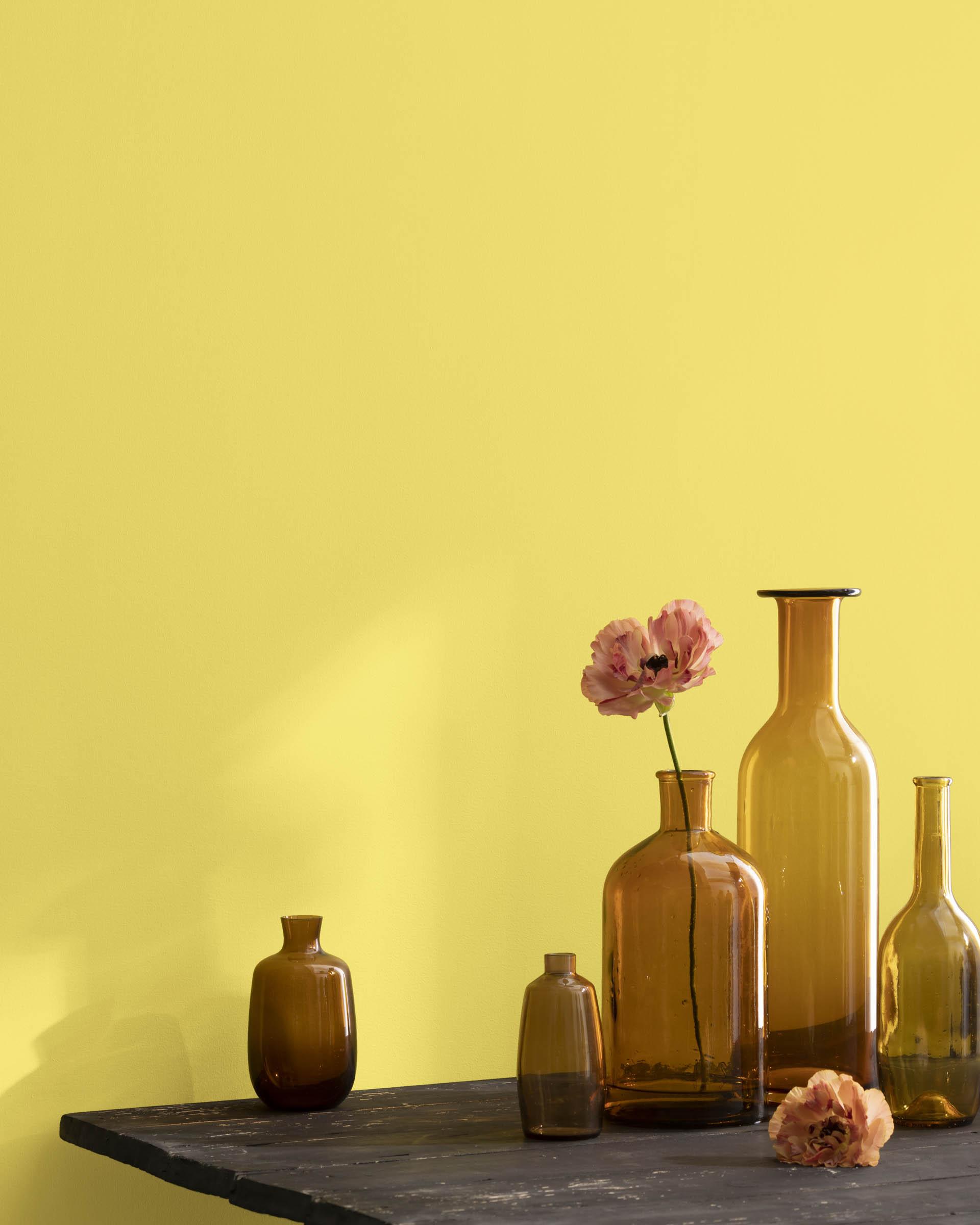 Yellow Finch 2024-40 — Ver la foto
