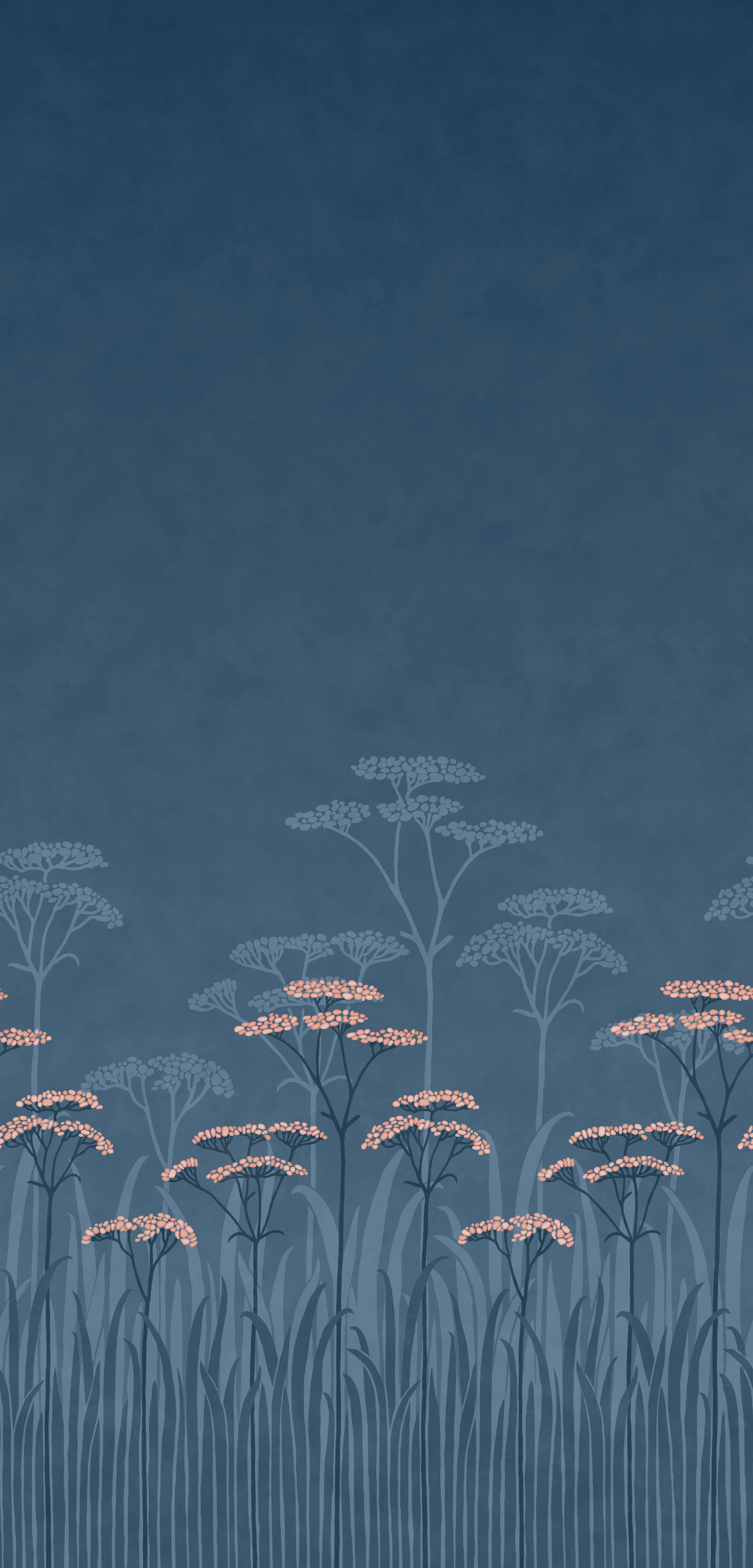 Achillea Nighttide